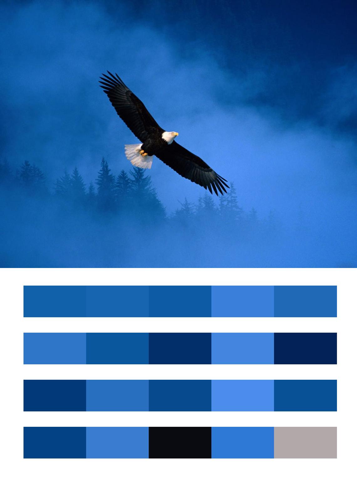 Орел на темном небе цвета