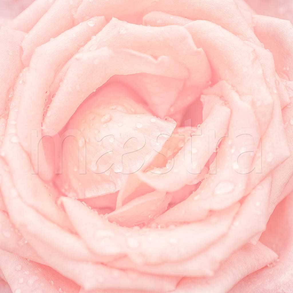 Фотообои Нежная роза живописная