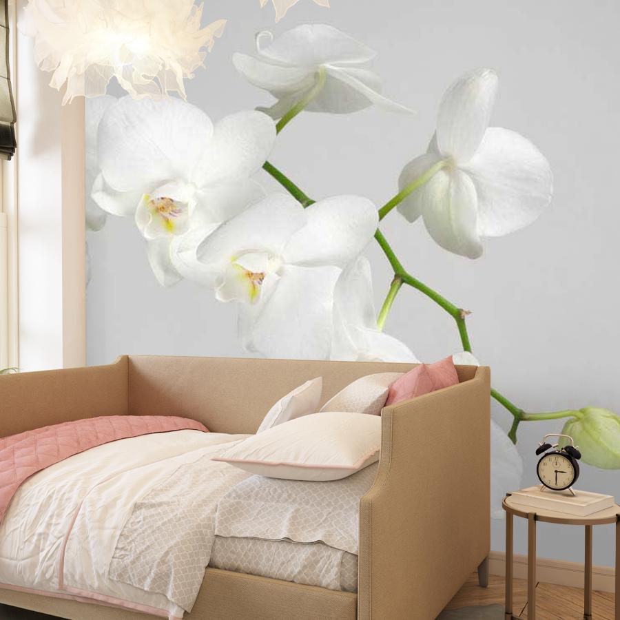 фотообои белая орхидея пышная 10-159