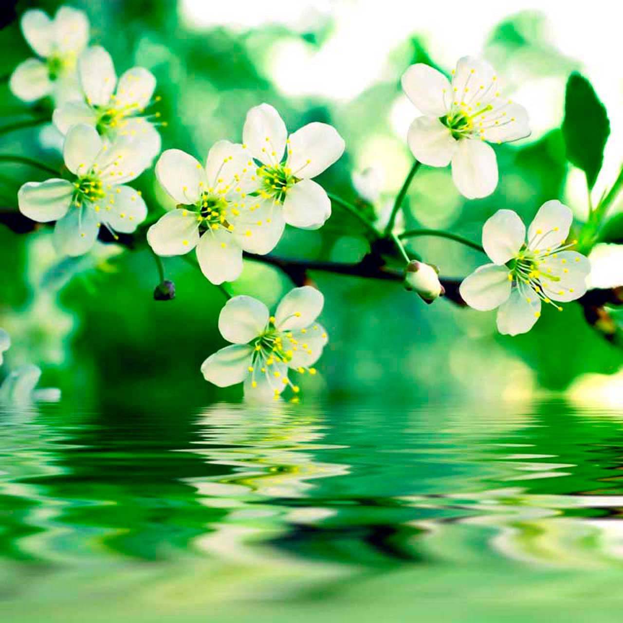 фотообои вишня в изумрудной воде 10-099