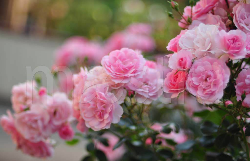 Фотообои Букет цветов розовых 3d