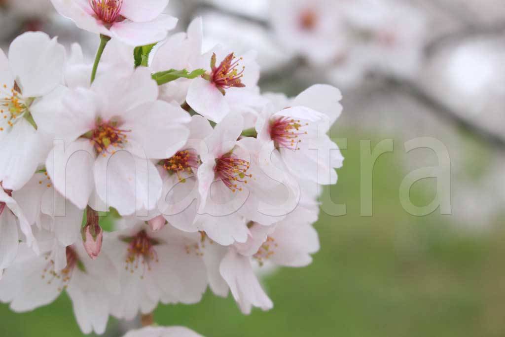 Фотообои Цветущая вишня весной