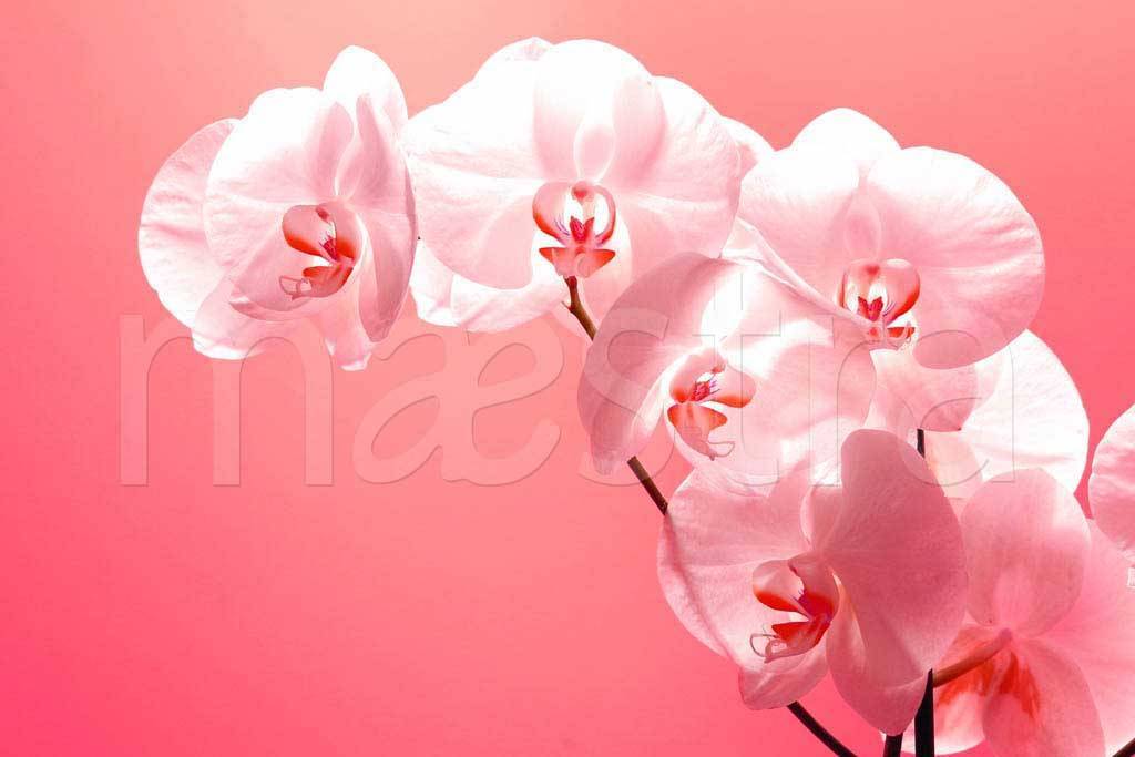 Фотообои Нежная орхидея на розовом фоне