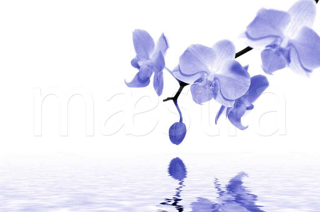 Фотообои Синия орхидея над водой