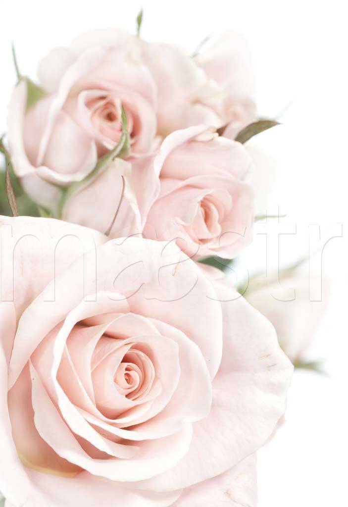 Фотообои Розовые розы на белом