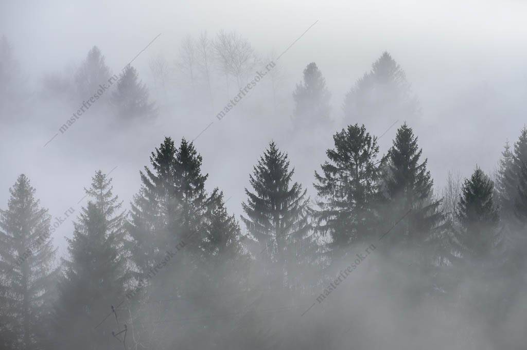 Фотообои Туманное утро в лесу
