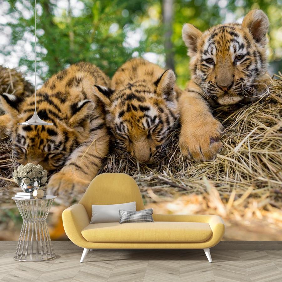 фотообои тигрята 9-2066