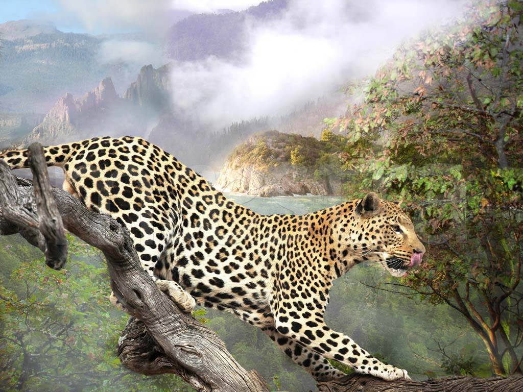 Фотообои Леопард на охоте