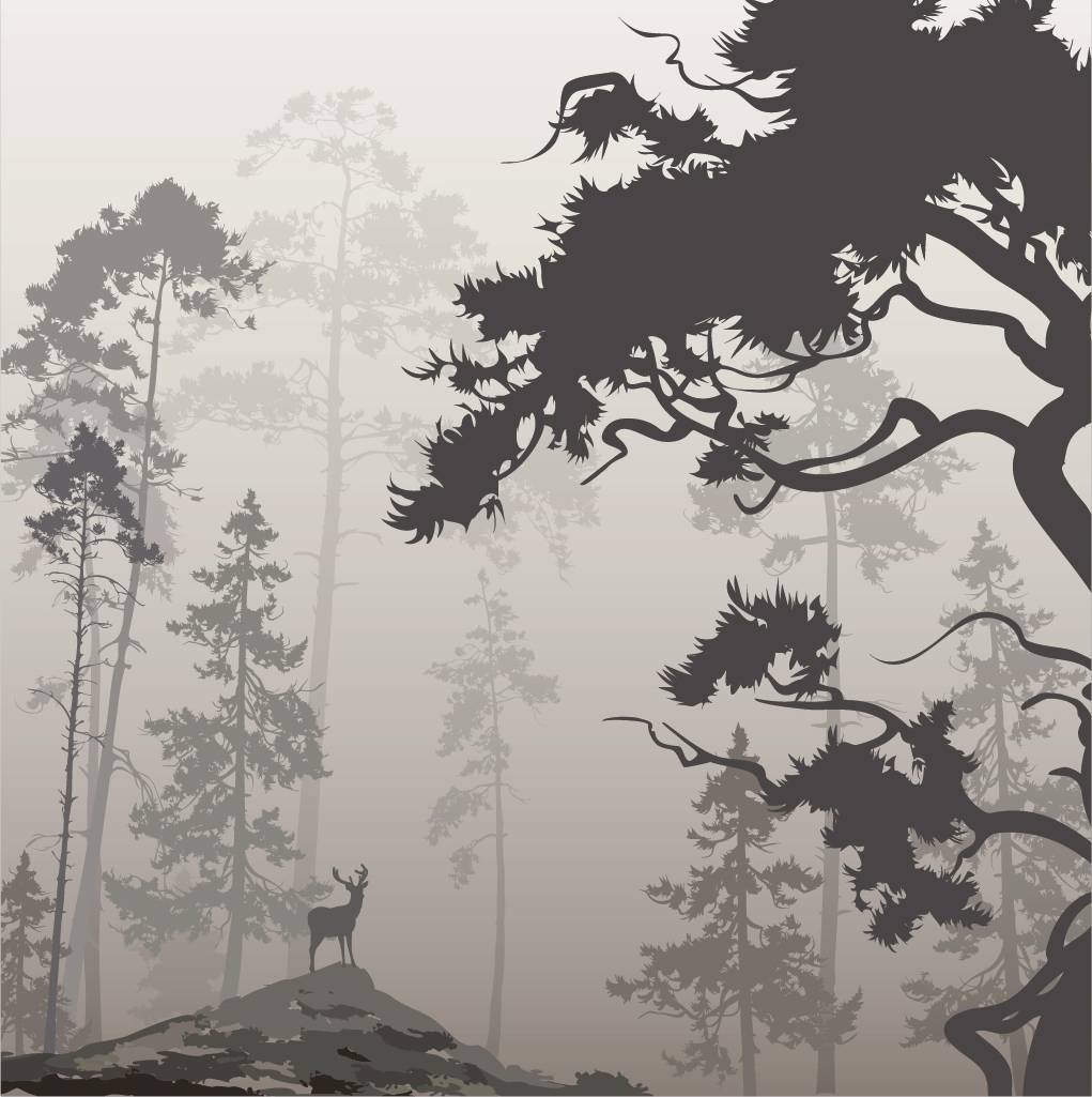 Фотообои Черно белый лес
