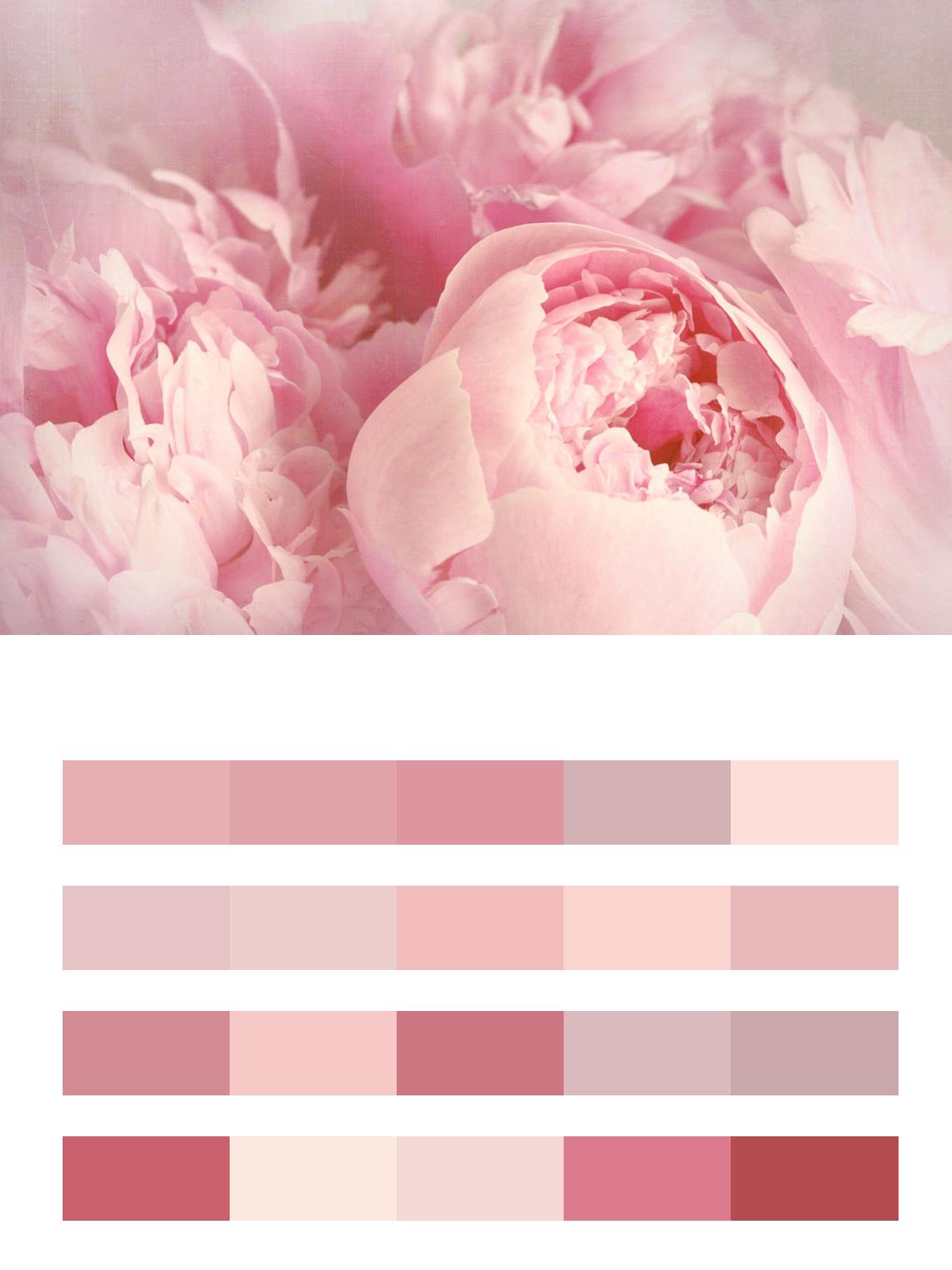 Розовые пионы цвета