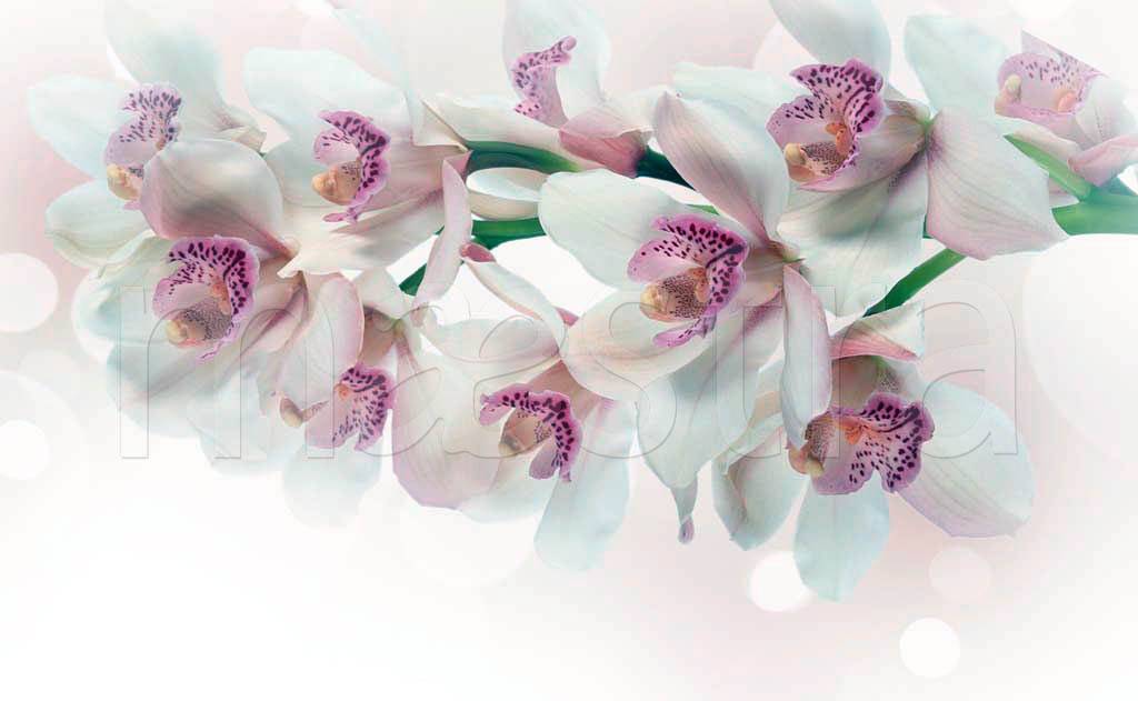 Фотообои Цветок розовой орхидеи