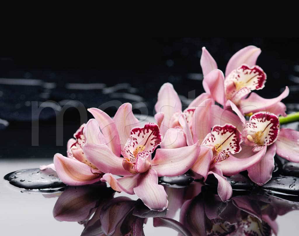 Фотообои Орхидея на черном фоне
