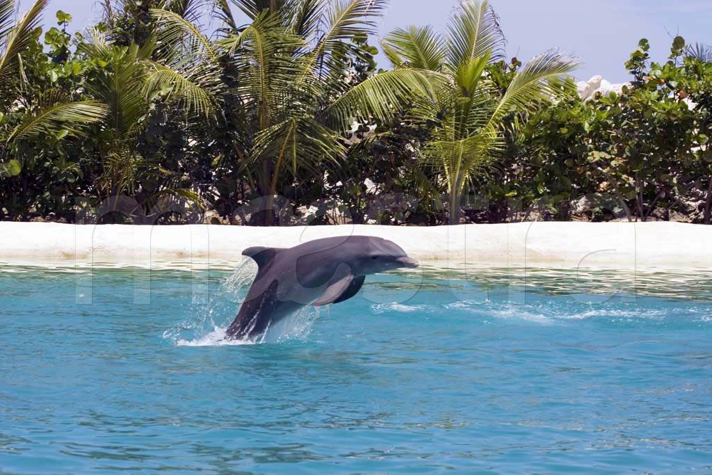 Фотообои Дельфин на фоне острова