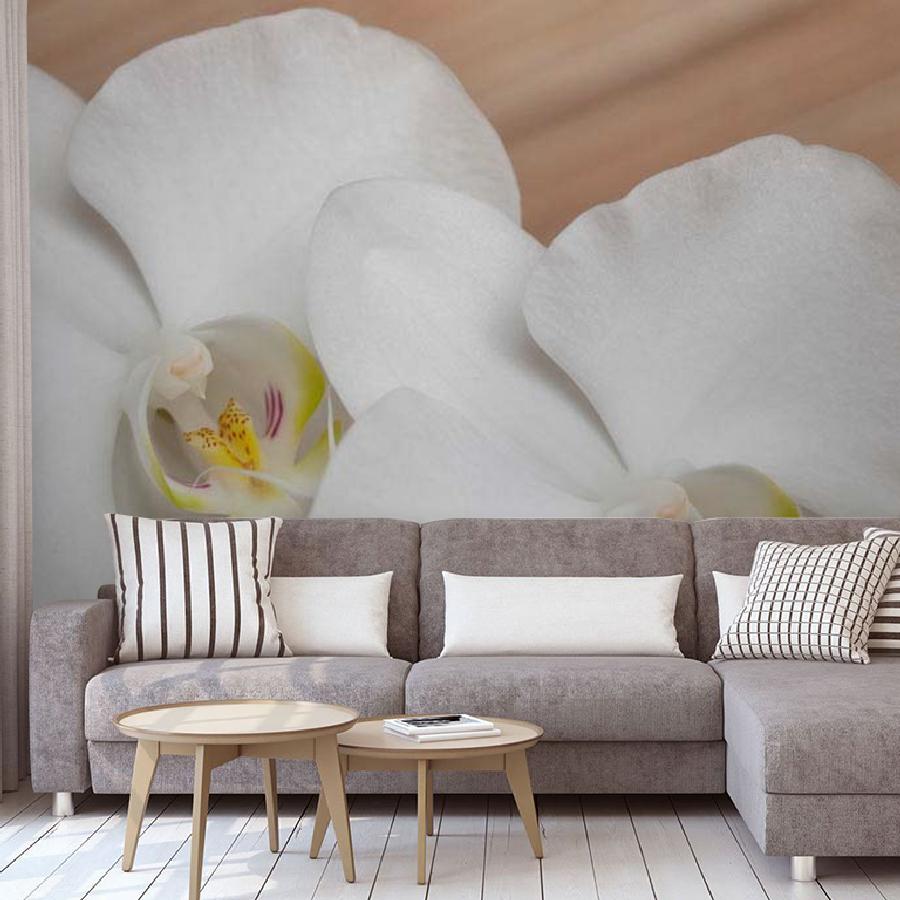 фотообои белая орхидея изящная 10-160