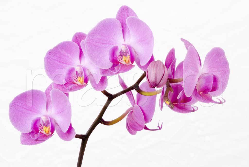 Фотообои Ветка орхидеи