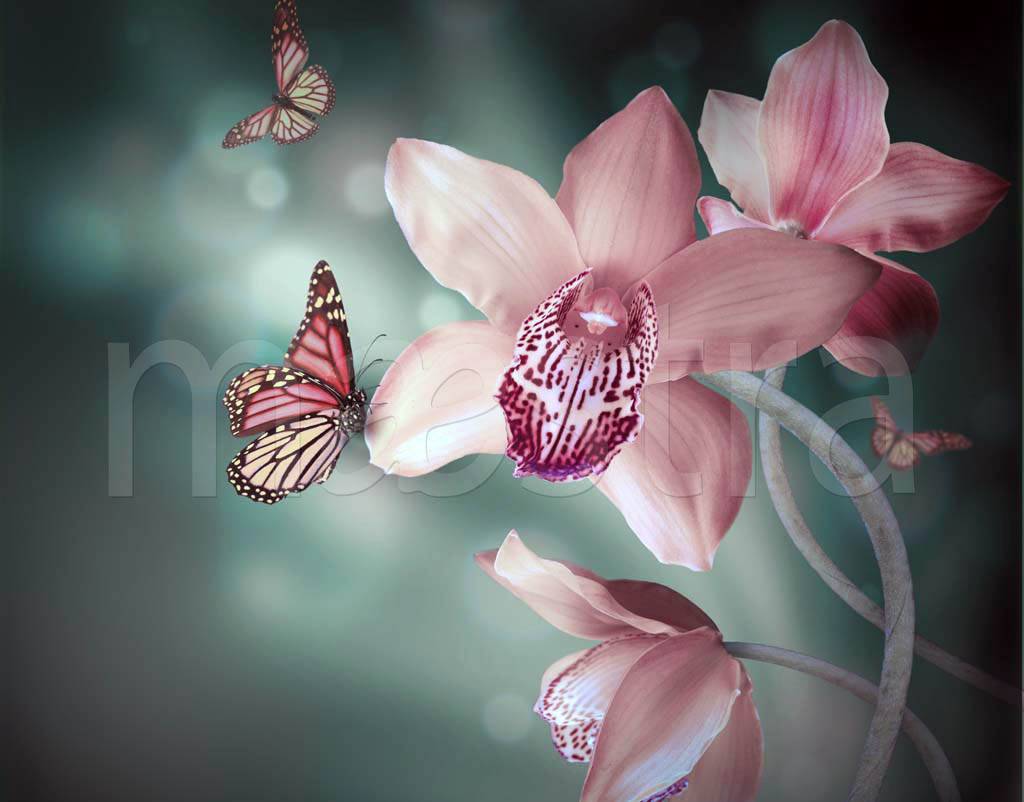 Фотообои Орхидеи с бабочками