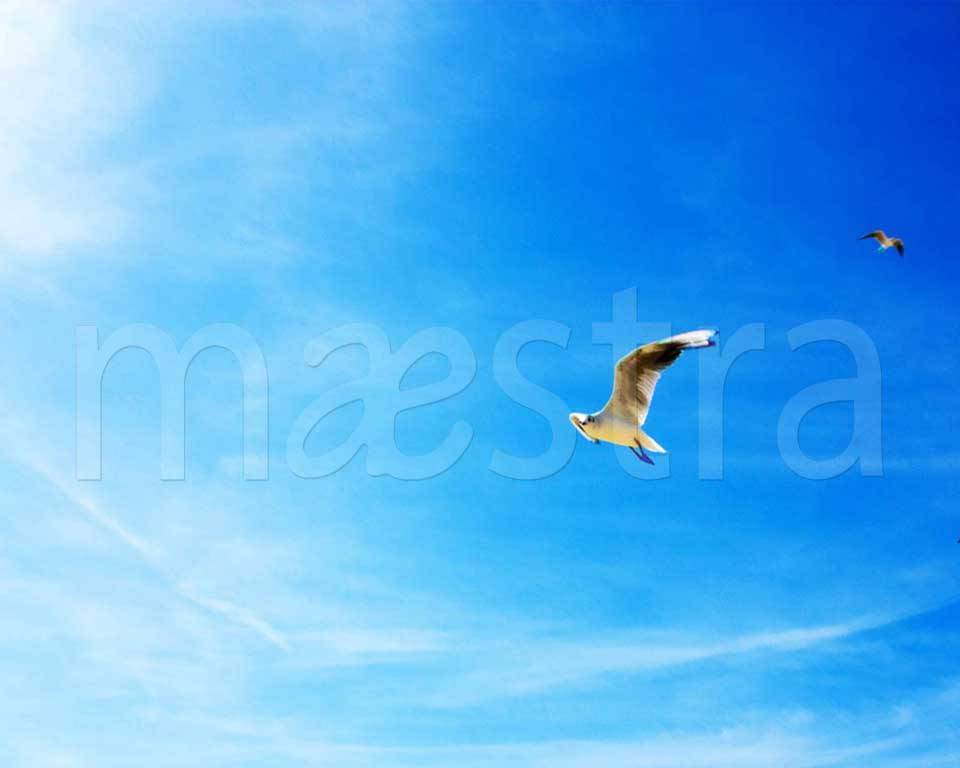 Фотообои Птицы в небе