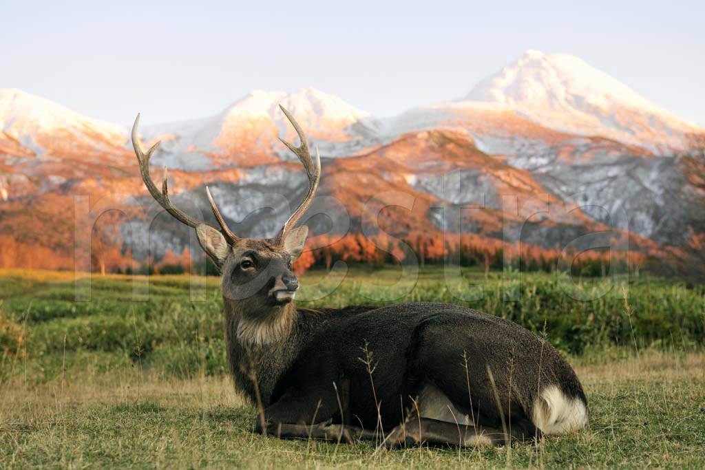 олень в поле 4-166