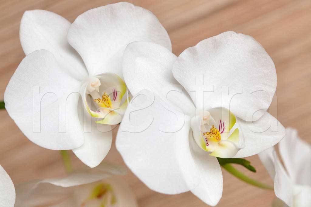 Фотообои Белая орхидея изящная