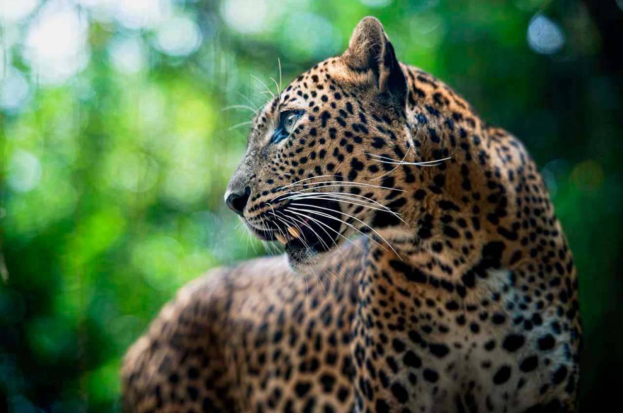 леопард в лесу 4-161