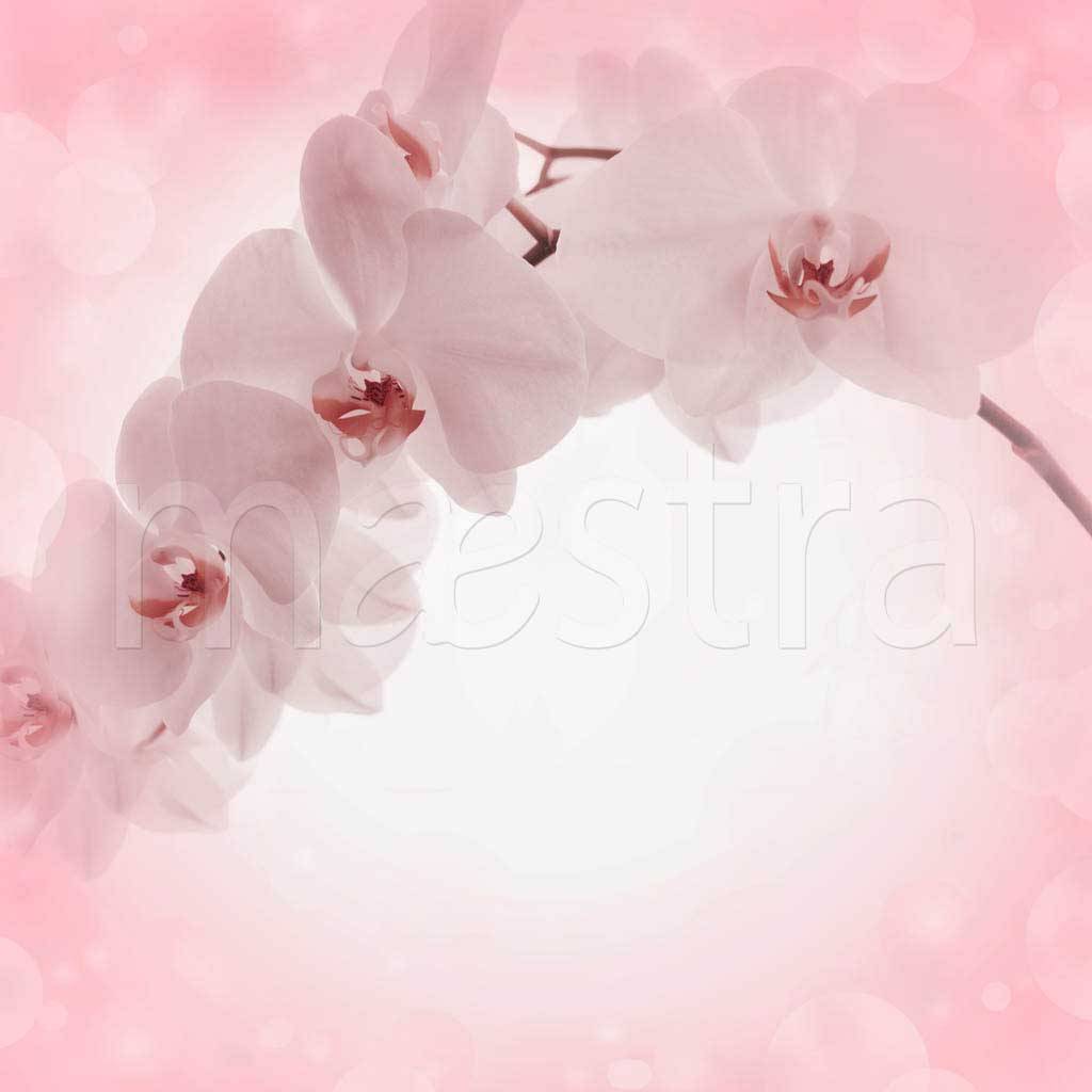 Фотообои Ветка орхидеи на розовом фоне