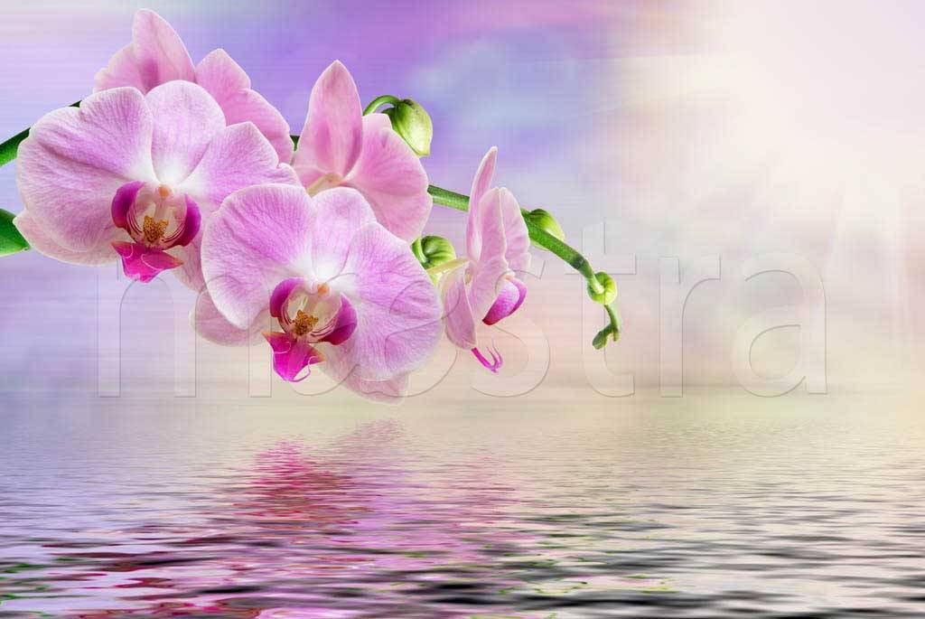 Фотообои Красивая орхидея над водой