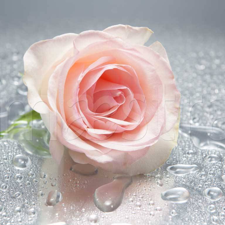 Фотообои Нежная розовая роза на сером фоне