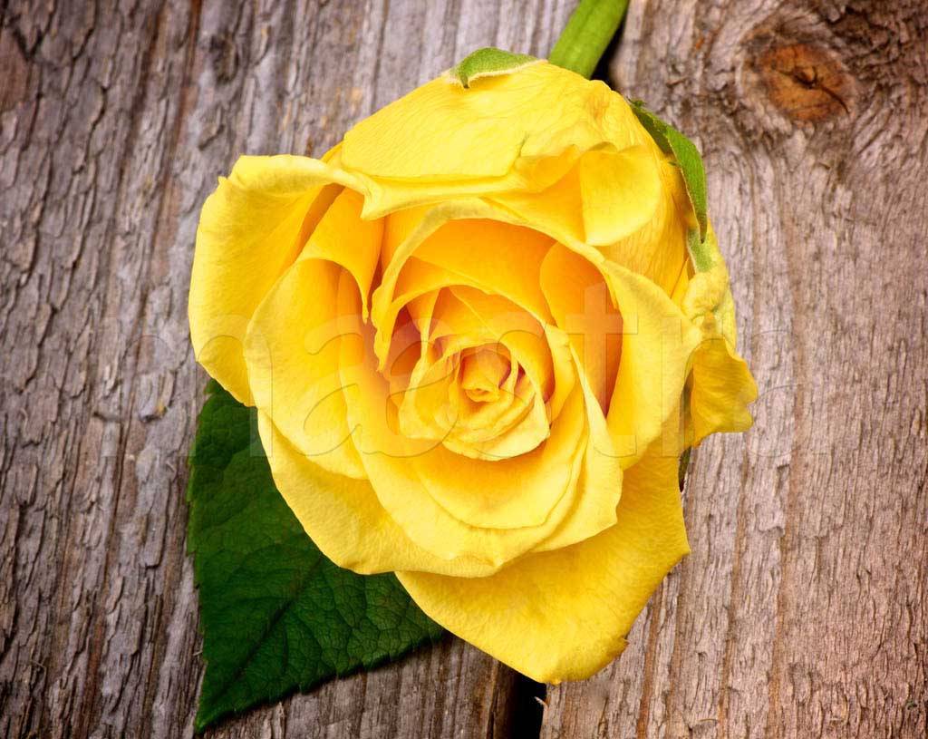 Фотообои Желтая роза на фоне дерева