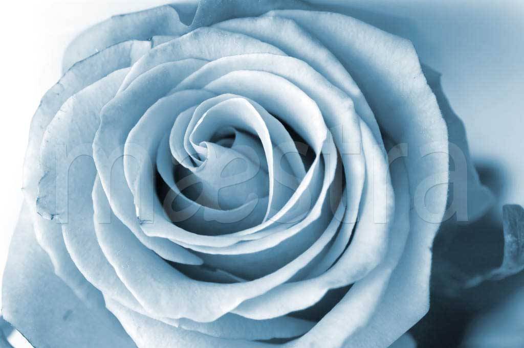Фотообои Голубая роза