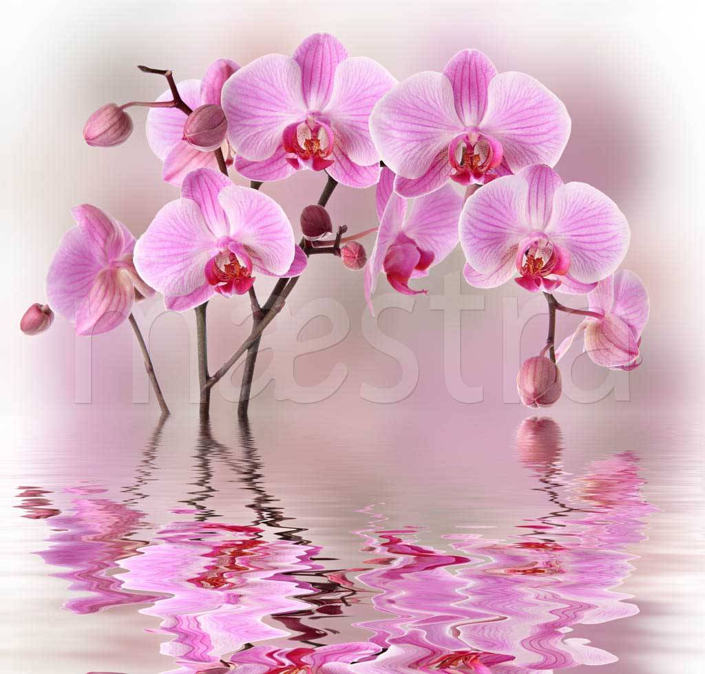 Фотообои Ветка розовой орхидеи над водой