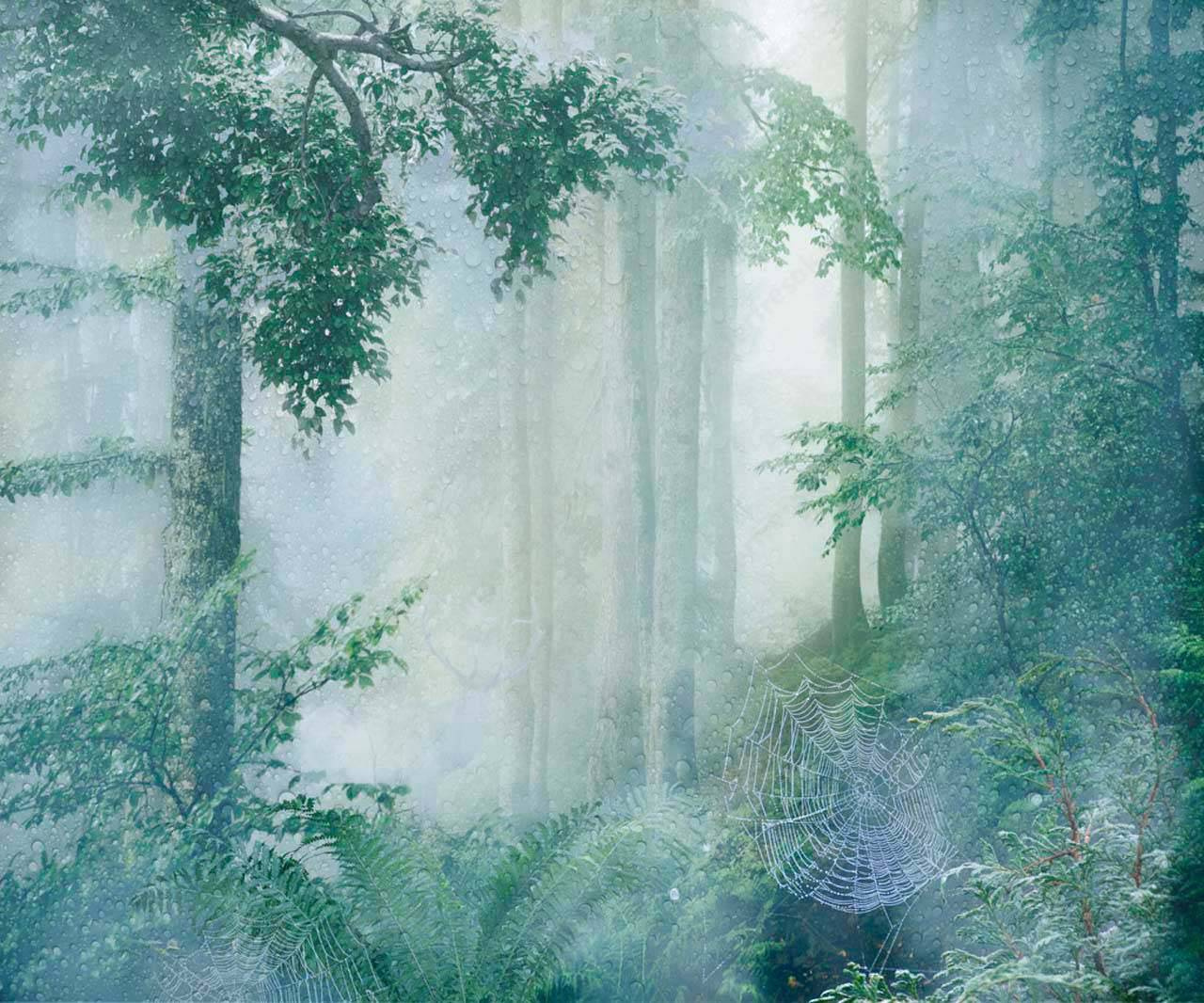 Фотообои Сосновый лес