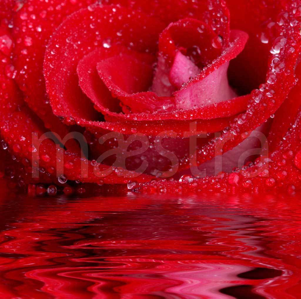 Фотообои Красная роза элегантная