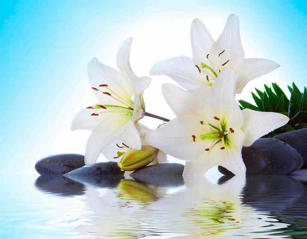 фотообои три лилии на камнях 10-380