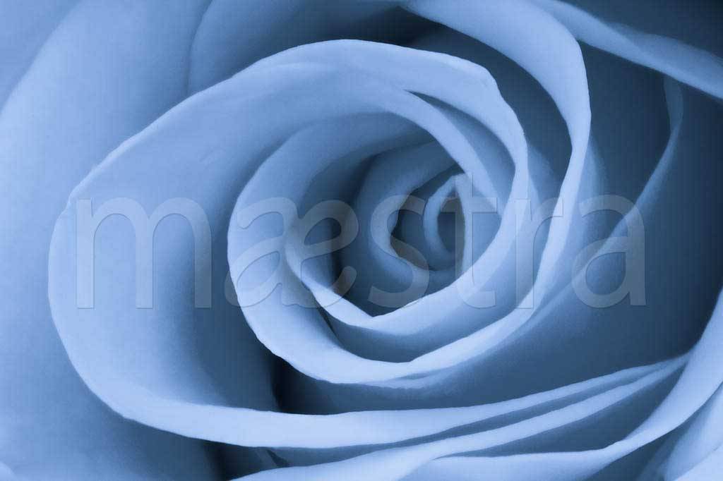 Фотообои Голубая роза красивая