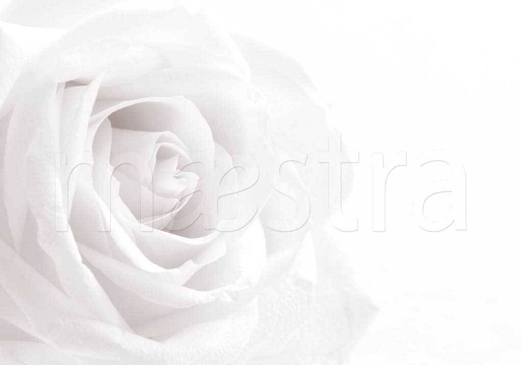 Фотообои Белая роза роскошная