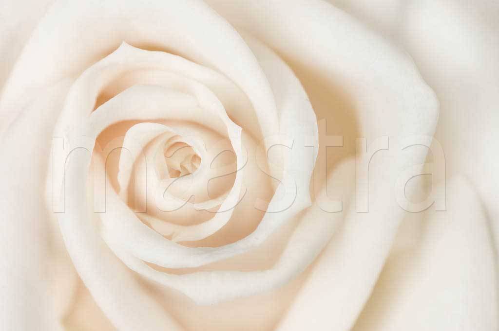 Фотообои Белая роза живописная