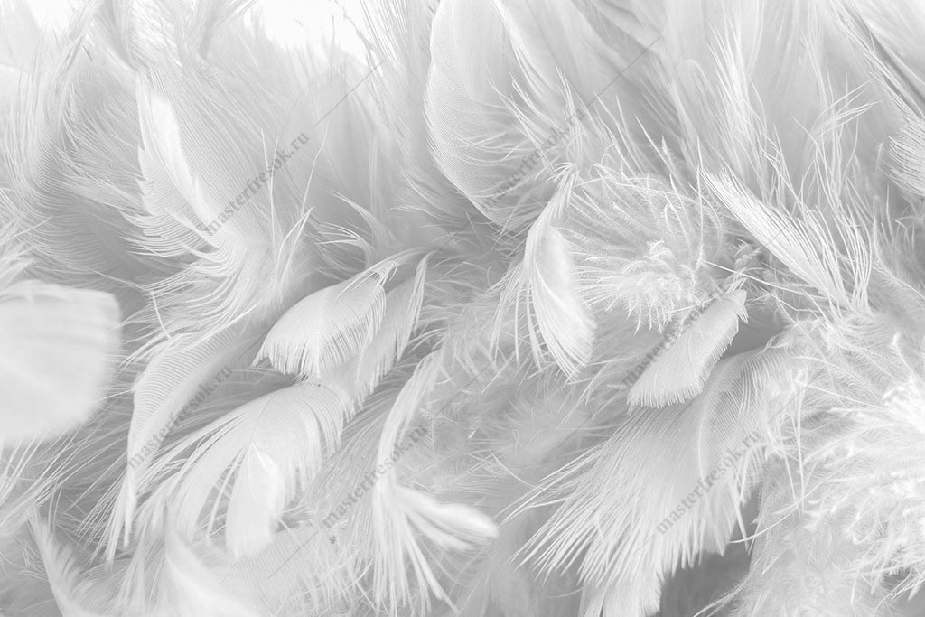 Фотообои 3д Белые перья