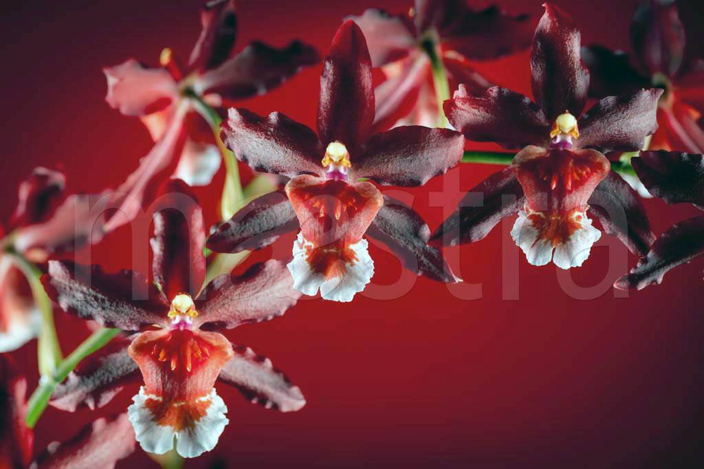 Фотообои Красные орхидеи
