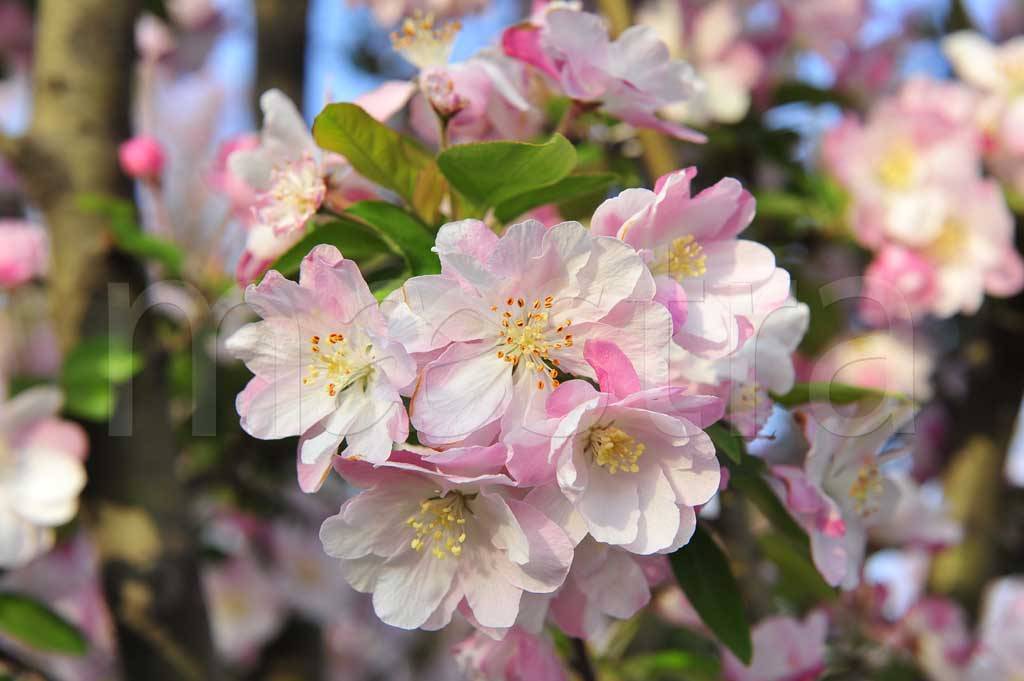 Фотообои Розовые цветки вишни