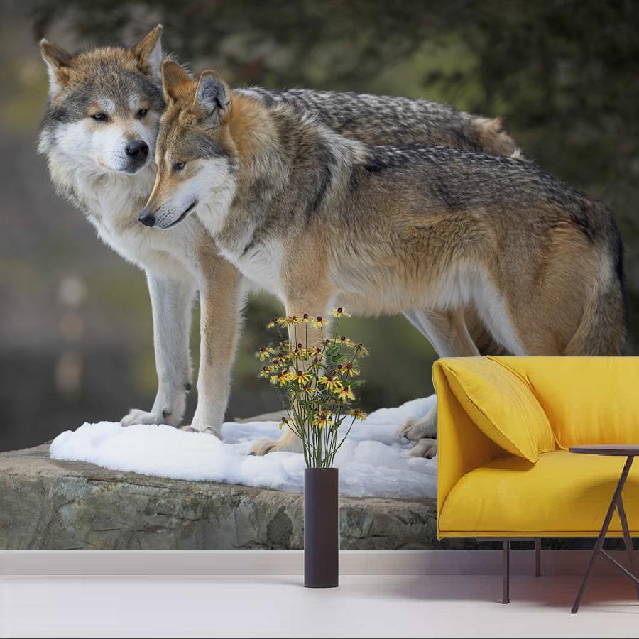 фотообои волки. двое. 9-2068