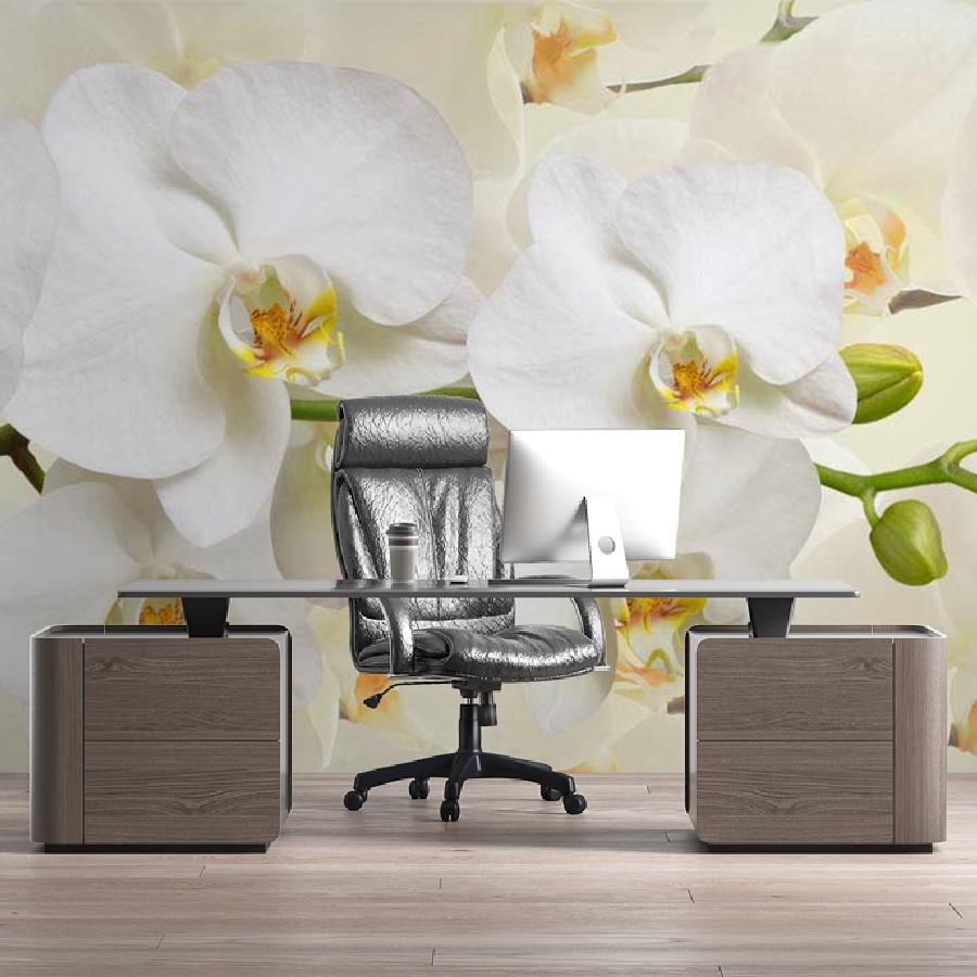 фотообои белая орхидея пленительная 10-162