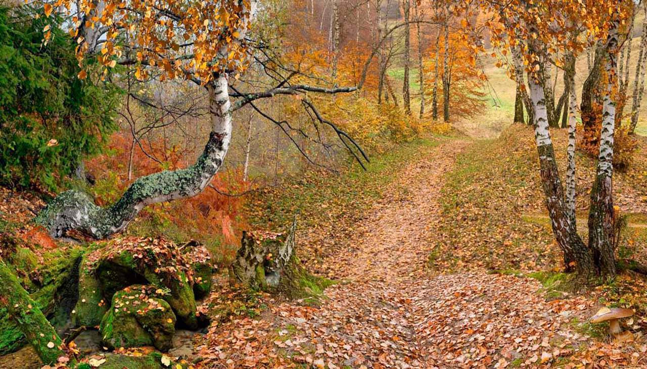 Фотообои Осень в лесу