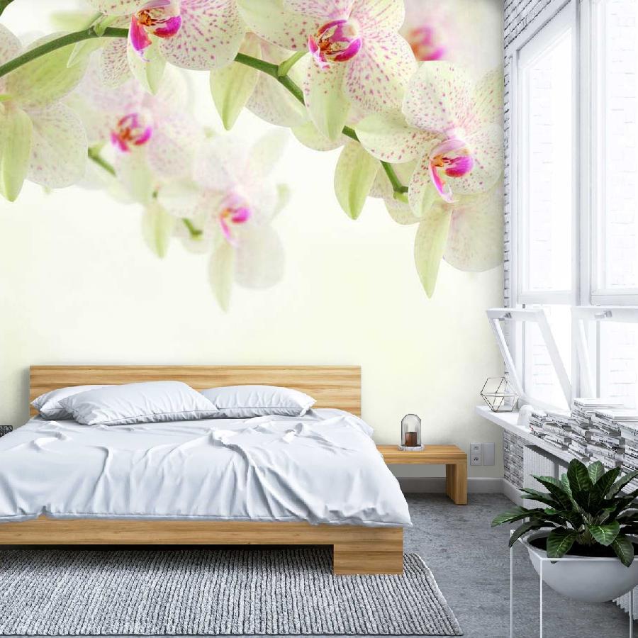 фотообои белая орхидея с розовым пигментом 10-164