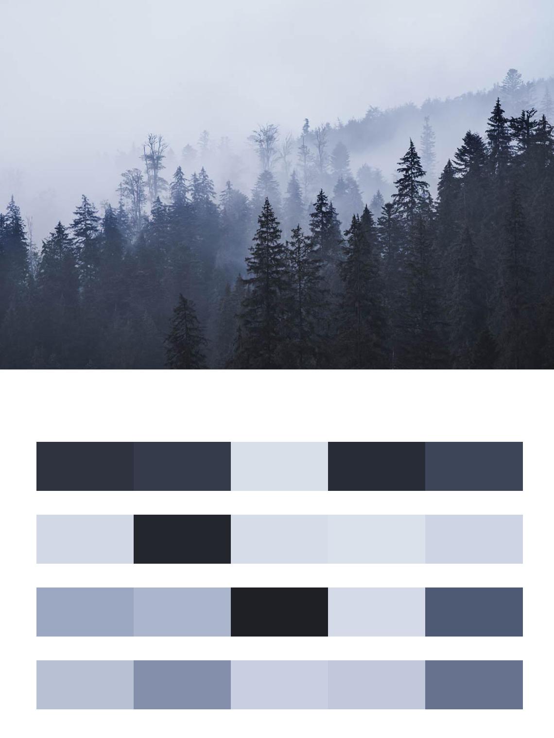 Еловый лес в тумане цвета