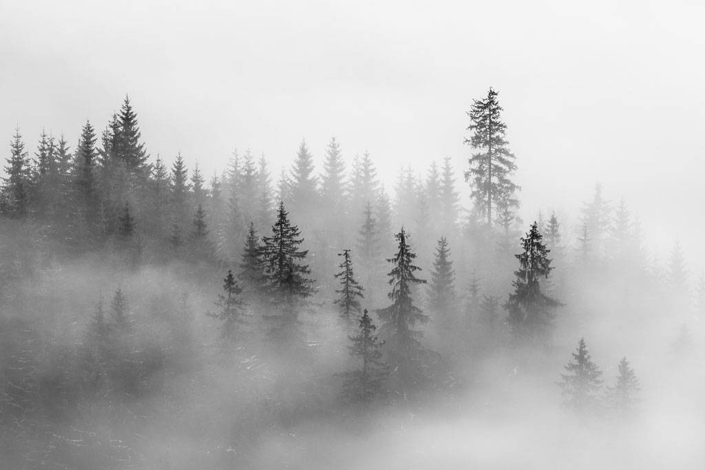 Фотообои Серый лес в тумане