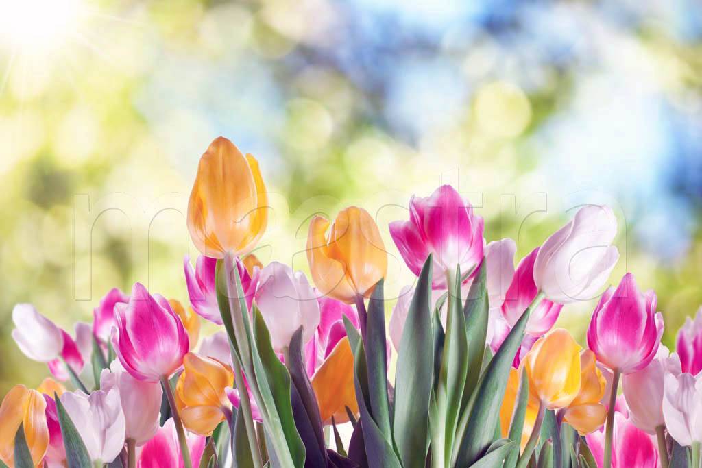Фотообои Желтые и розовые тюльпаны