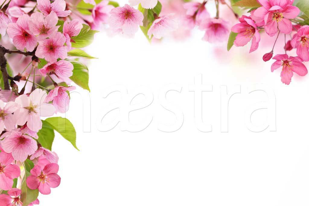 Фотообои Розовая яблоня