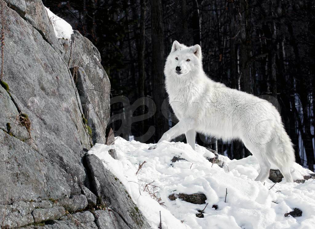 Фотообои Белый волк