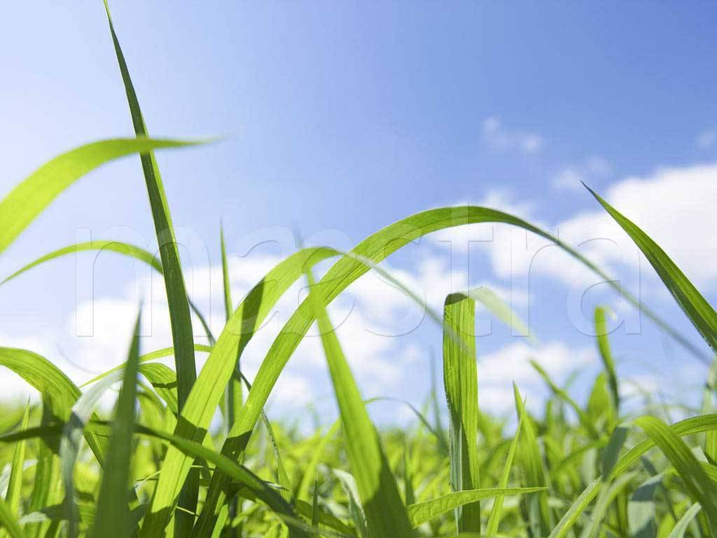 Фотообои Сочная зеленая трава и небо