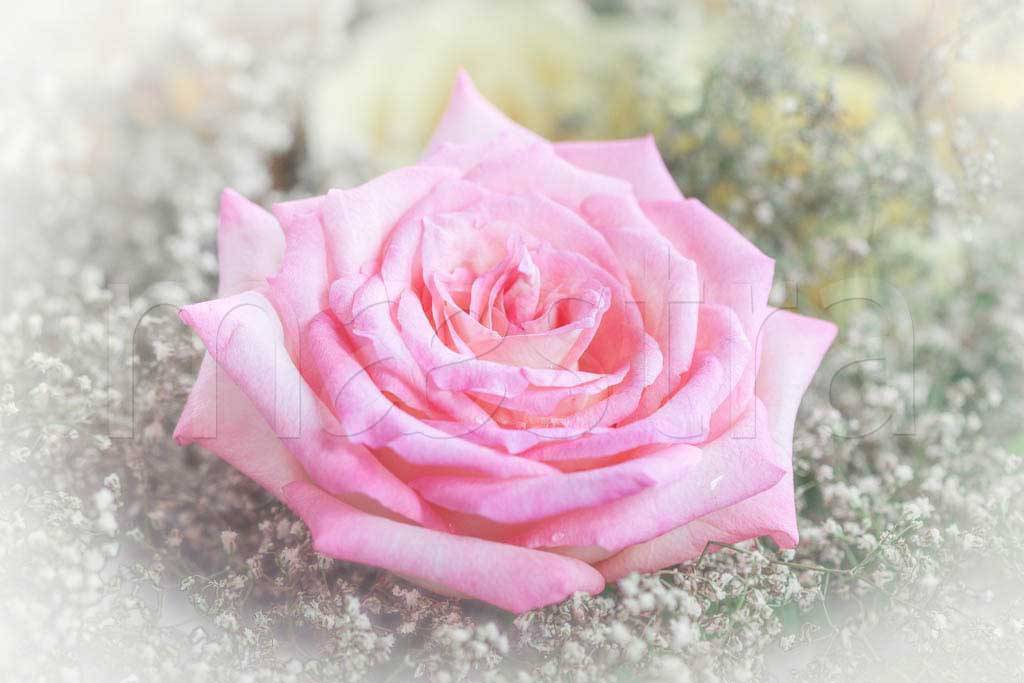 Фотообои Нежная роза художественная